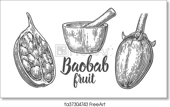560x355 Free Art Print Of Baobab Fruit And Seeds Mortar And Pestle