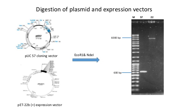 638x359 Cloning And Expression Of Recombinant Protein