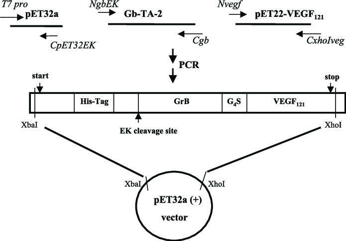 Construction Of The Grbvegf Fusion Toxin 695x485 Construction Of The Grbvegf Fusion Toxin