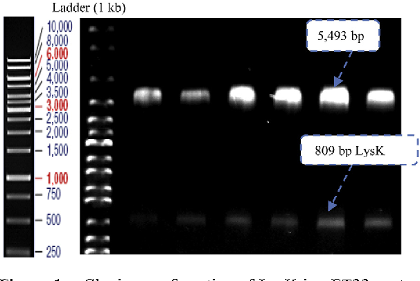 606x406 Figure From Expression Of Recombinant Lysk Cysteine