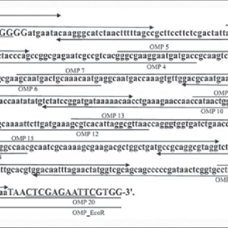 Analysis Of In Pet Expression Vector 320x320 Analysis Of In Pet Expression Vector
