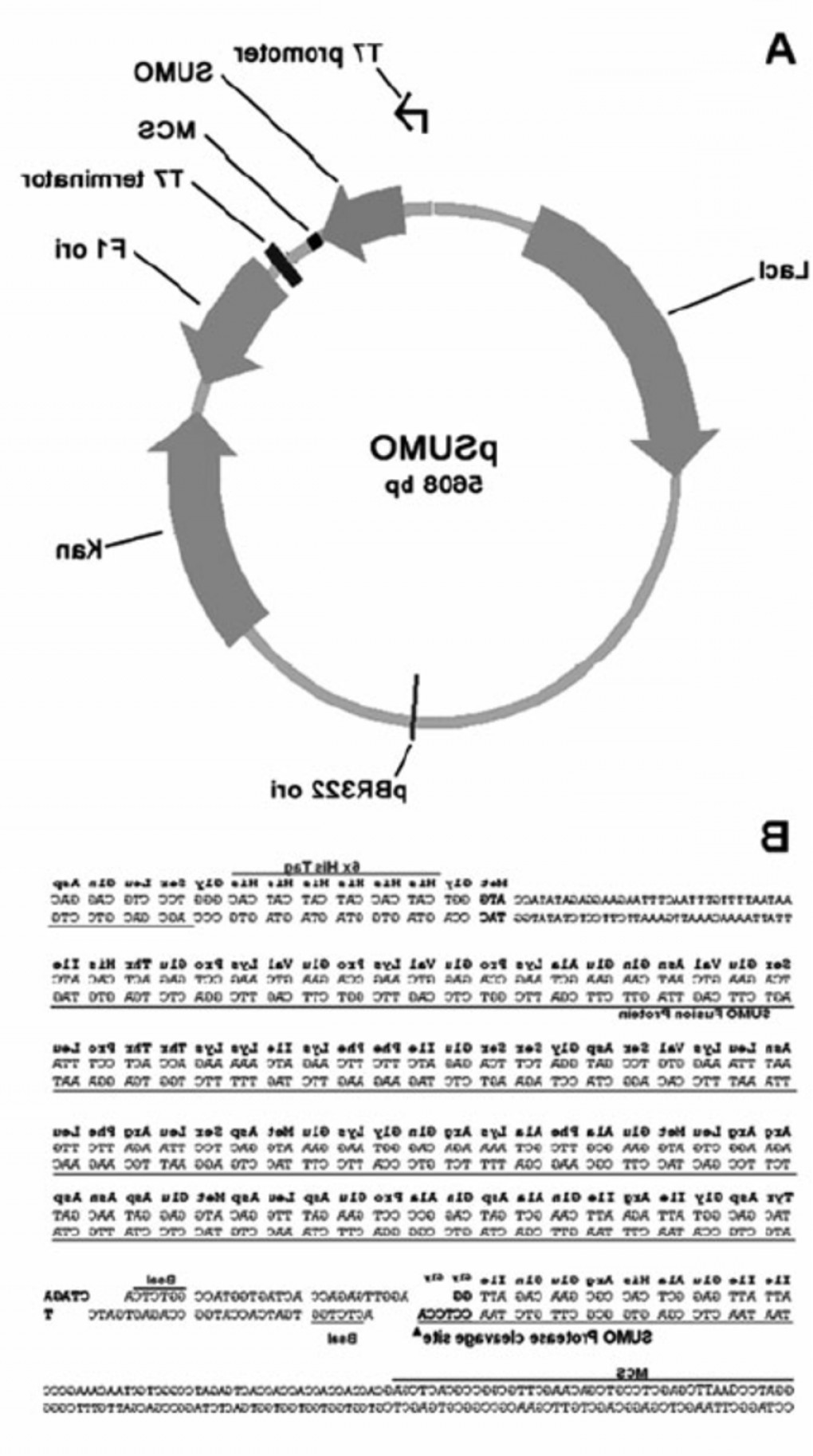 Sumo Pet Vector Handandbeak 1020x1827 Sumo Pet Vector Handandbeak