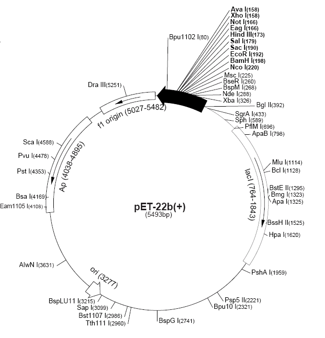 Addgene Pet Hpenr 646x672 Addgene Pet Hpenr