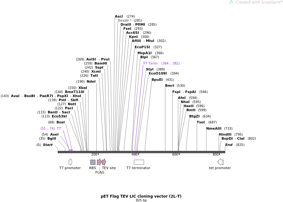 Addgene Pet Flag Tev Lic Cloning Vector 902x645 Addgene Pet Flag Tev Lic Cloning Vector