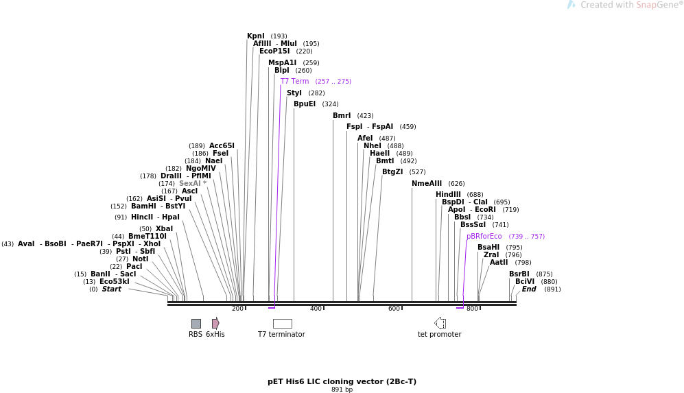 Addgene Pet Lic Cloning Vector 997x573 Addgene Pet Lic Cloning Vector