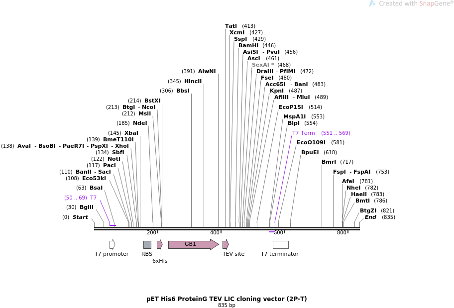 Addgene Pet Proteing Tev Lic Cloning Vector 912x619 Addgene Pet Proteing Tev Lic Cloning Vector