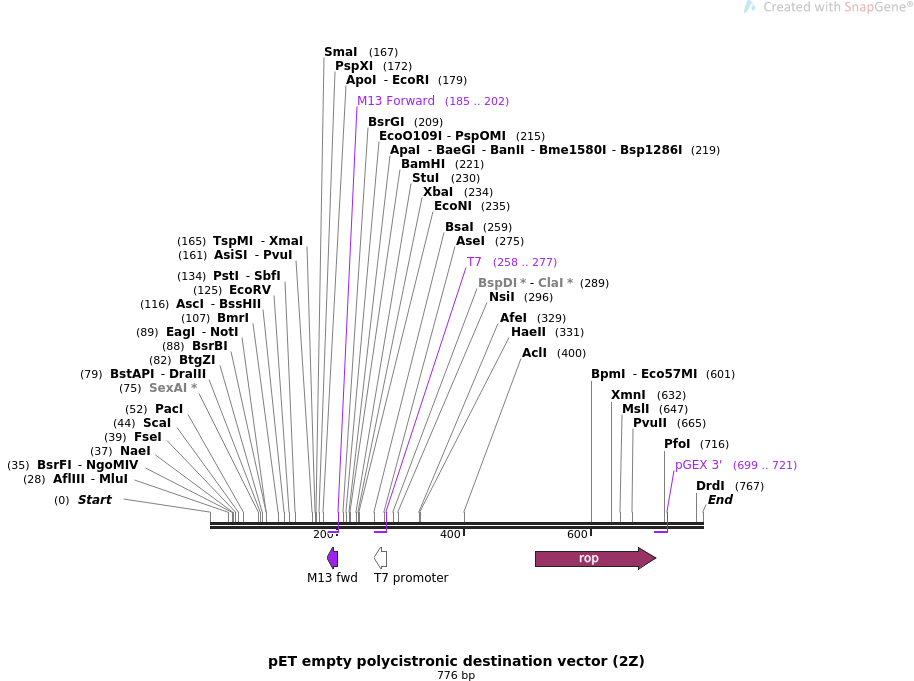 914x681 Addgene Pet Empty Polycistronic Destination Vector