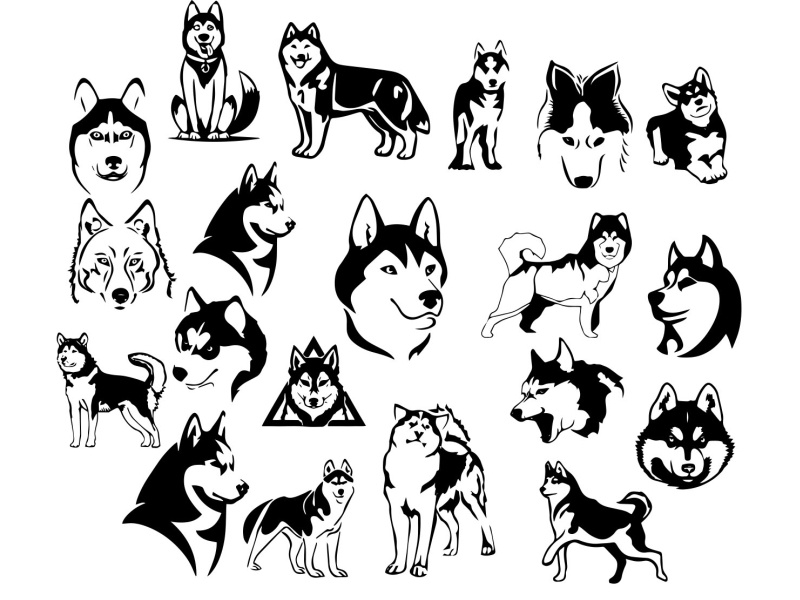800x600 Dog Husky Icon Vector