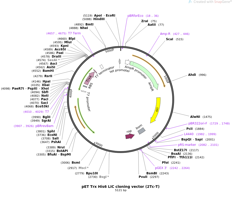 Addgene Pet Trx Lic Cloning Vector 910x778 Addgene Pet Trx Lic Cloning Vector