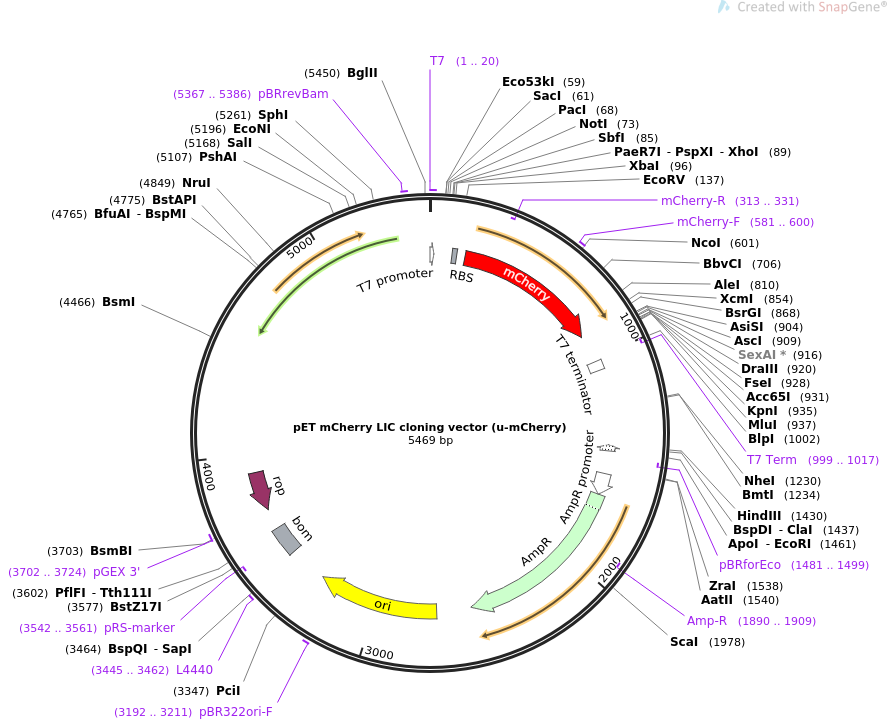 Addgene Pet Mcherry Lic Cloning Vector 888x720 Addgene Pet Mcherry Lic Cloning Vector