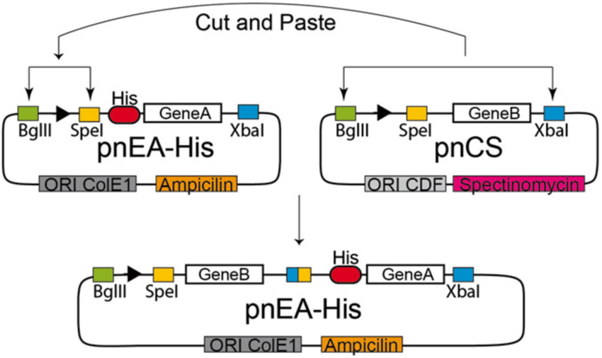 Concatenation Procedure For The Pet Mcnpet Mcp Vectors Example 850x506 Concatenation Procedure For The Pet Mcnpet Mcp Vectors Example