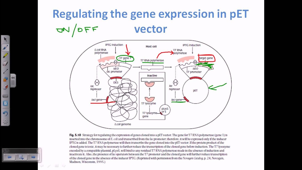 Expression Vector, Pet Vector 1280x720 Expression Vector, Pet Vector