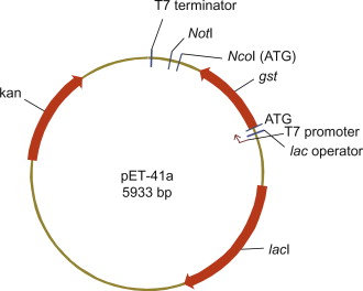Kanamycin Resistance 330x264 Kanamycin Resistance
