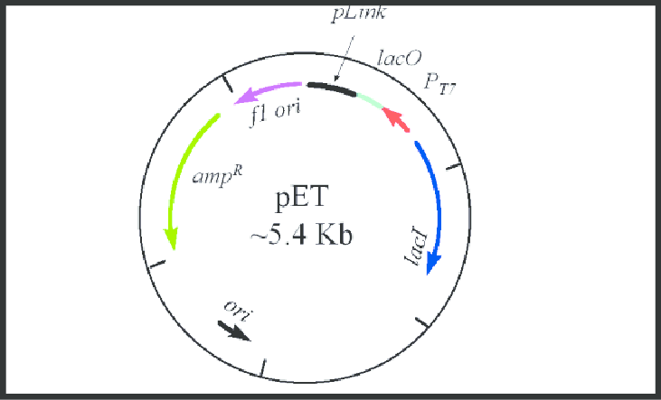 The Pet Vector 731x443 The Pet Vector
