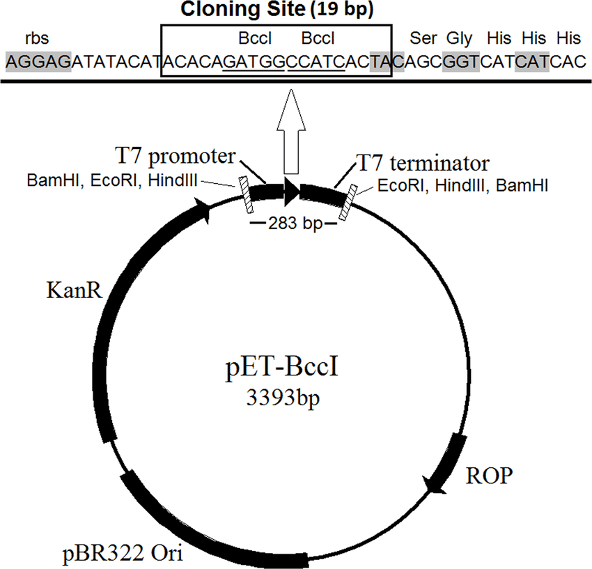 850x817 The Novel Protein Expression Vector Pet Bcci The Pet