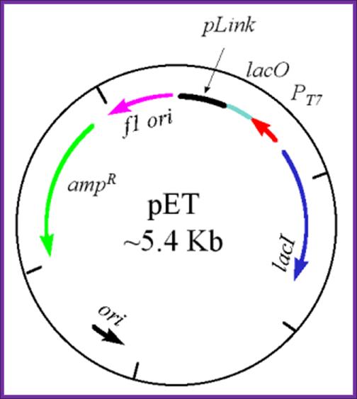 Vectors 504x563 Vectors