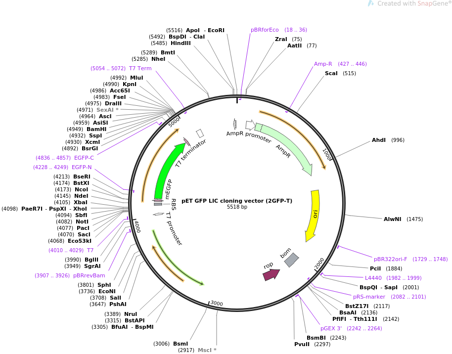 Addgene Pet Gfp Lic Cloning Vector 914x716 Addgene Pet Gfp Lic Cloning Vector