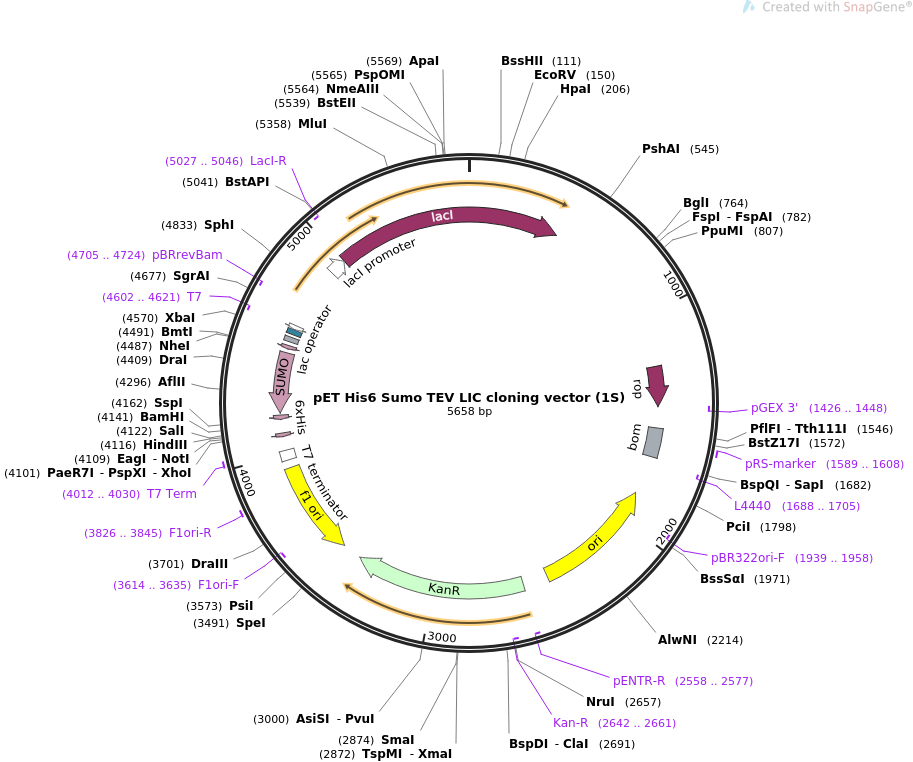 Addgene Pet Sumo Tev Lic Cloning Vector 913x762 Addgene Pet Sumo Tev Lic Cloning Vector