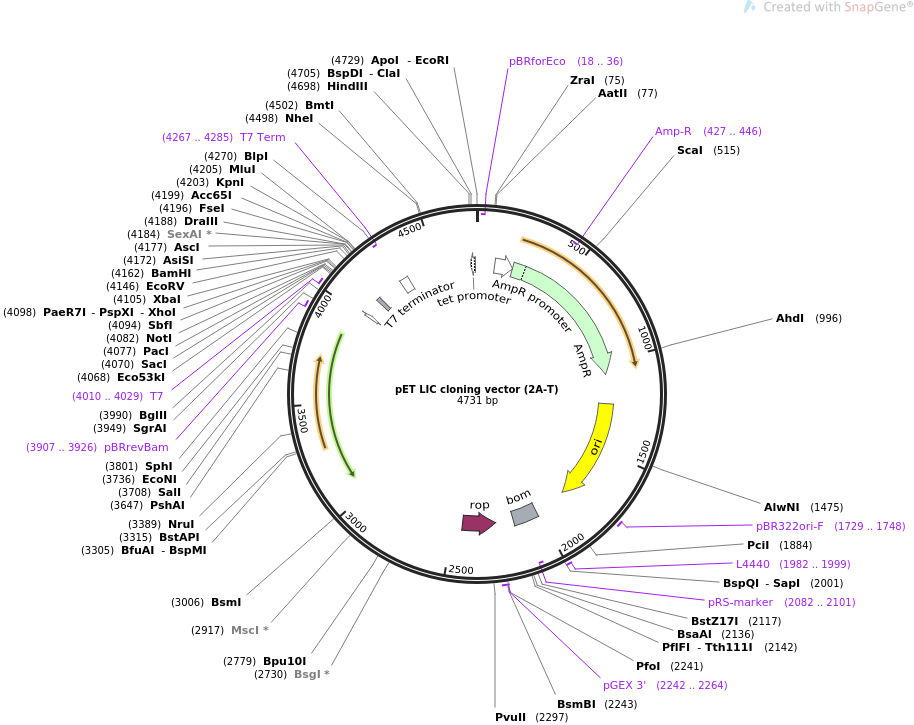 Addgene Pet Lic Cloning Vector 914x725 Addgene Pet Lic Cloning Vector