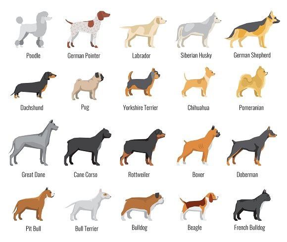 580x490 Dogs Breed Vector Flat Icons Set Pet Icons Pet Icons Animal