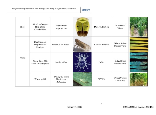 638x472 List Of Insect Vector Transmitted Plant Diseases Terminology