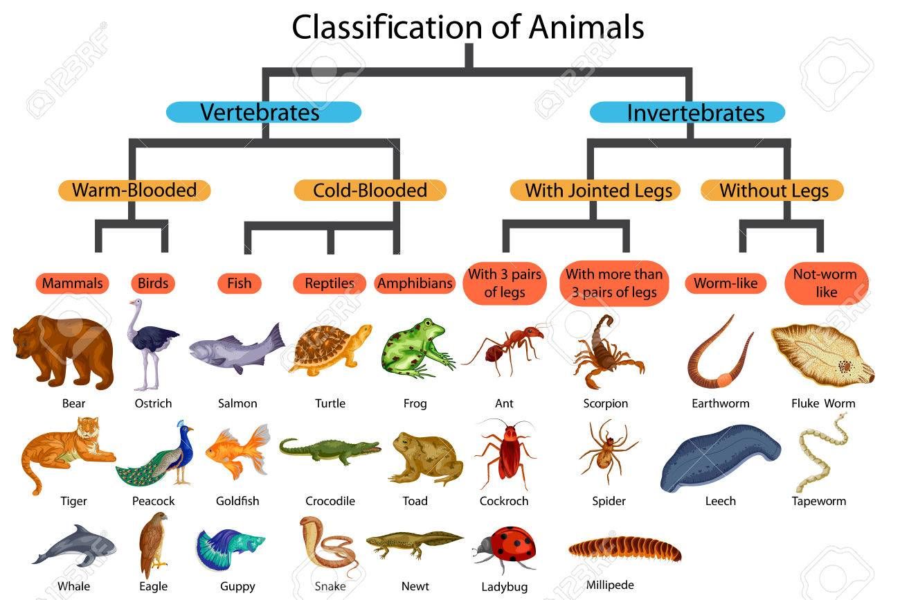 1300x866 Stock Vector Education Animal Classification, List Of Animals