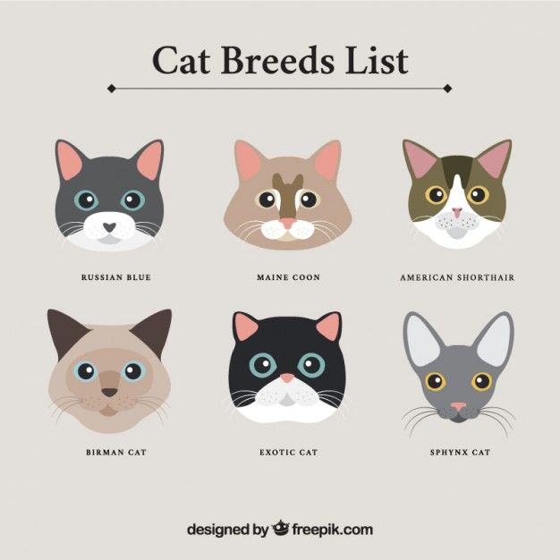 626x626 Cats Vectors, Photos And Free Download Cats Small
