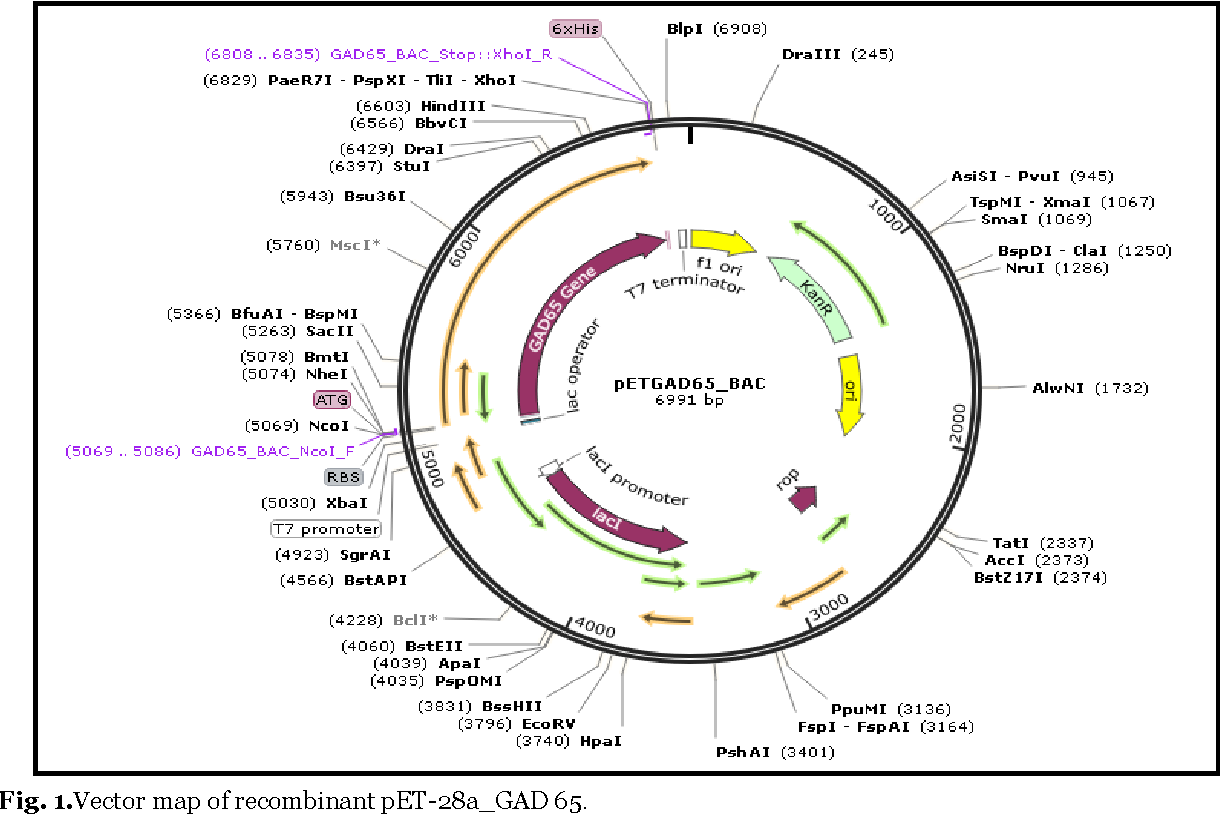 Figure From Cloning And Expression Of Human Glutamic Acid 1220x814 Figure From Cloning And Expression Of Human Glutamic Acid