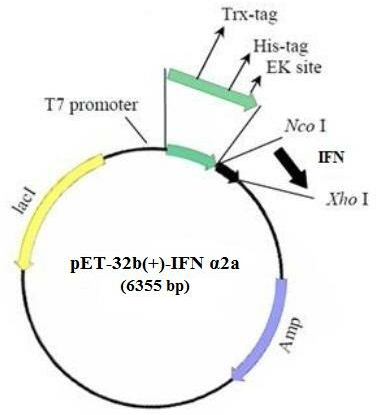 376x415 Map Of Recombinant Vector Pet Ifn Download
