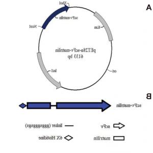 300x300 Peta Vector Map Best Of Cloning Strategy Of Heat Shock Protein Hsp