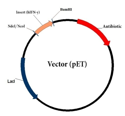 509x473 Production Of Recombinant Human Interferon Gamma In Escherichia Coli