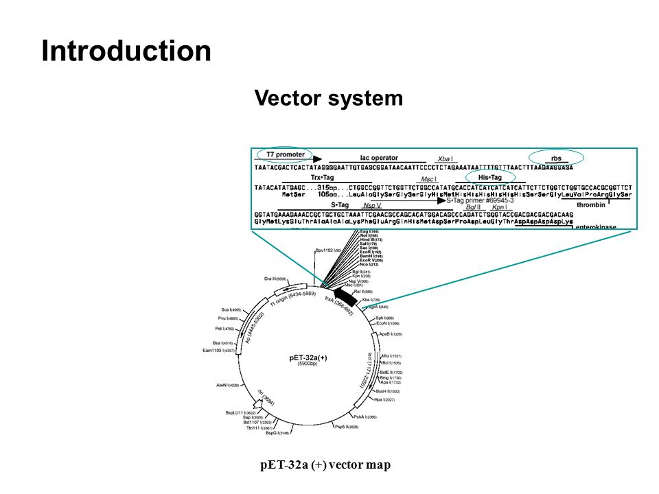 Protein Overexpression In E Coli 960x720 Protein Overexpression In E Coli