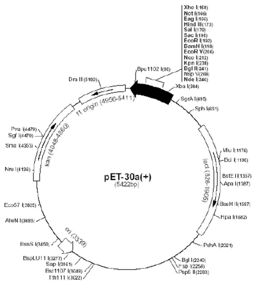 Restriction Map Of Vector Pet The Pcr Product 850x950 Restriction Map Of Vector Pet The Pcr Product