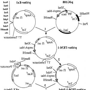 Stock Illustration Lombok Vector Map Distressed Travel Hoodamathrun 300x300 Stock Illustration Lombok Vector Map Distressed Travel Hoodamathrun