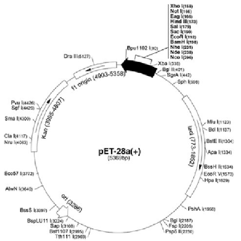 The Map Of Pet As An Expression Vector 494x494 The Map Of Pet As An Expression Vector