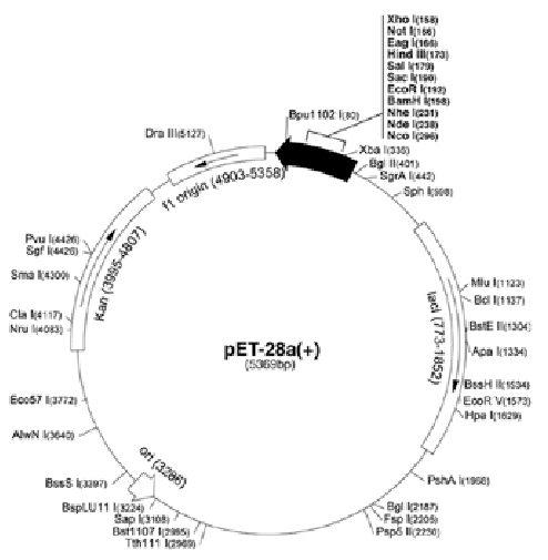 The Map Of Pet As An Expression Vector 494x505 The Map Of Pet As An Expression Vector