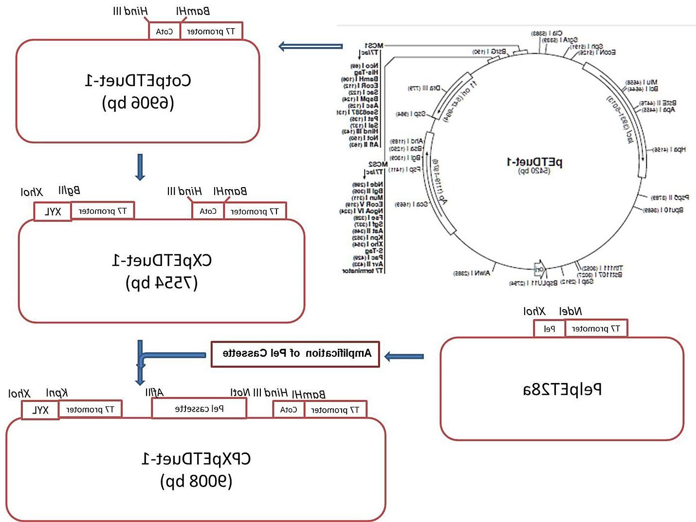 Top Pet Duet Vector Map Library Free Vector Art, Images 1430x1074 Top Pet Duet Vector Map Library Free Vector Art, Images