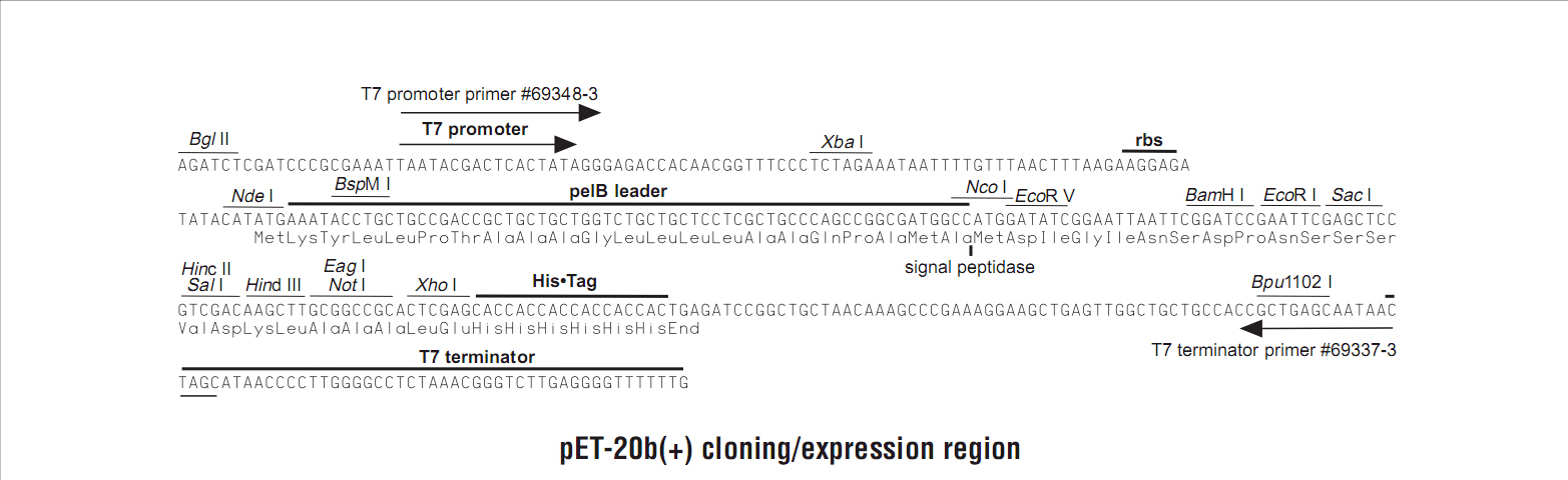 Pet Plasmid 1565x480 Pet Plasmid