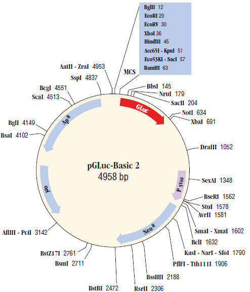 Dna Sequences And Maps Tool Neb 494x577 Dna Sequences And Maps Tool Neb