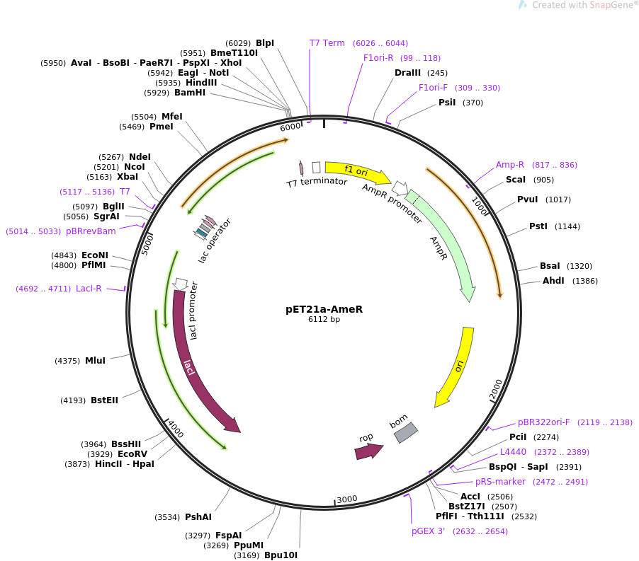 902x793 Addgene Amer