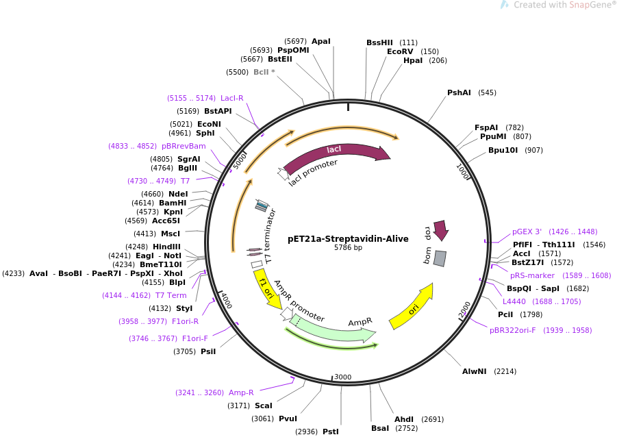 901x638 Addgene Streptavidin Alive