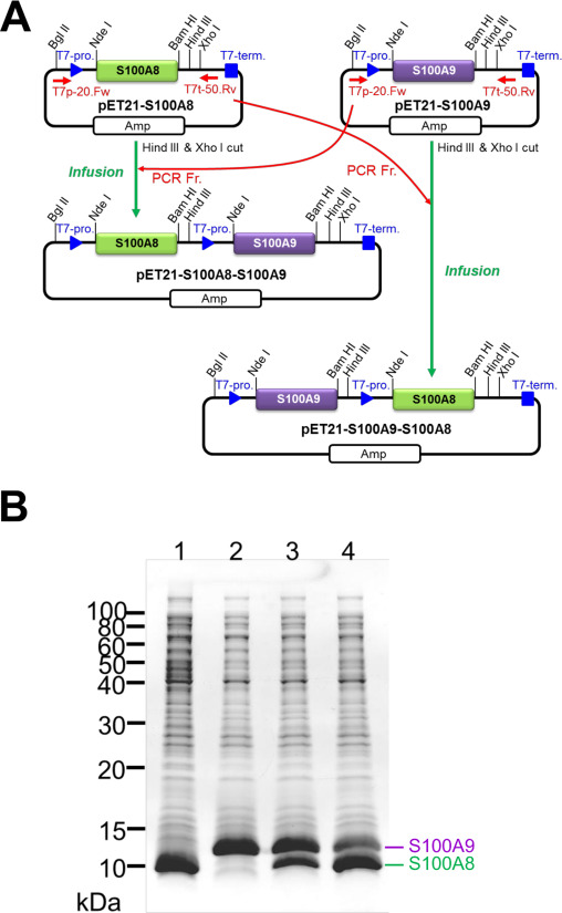 508x825 An Efficient Method For The Preparation Of Preferentially