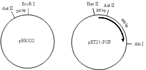 493x236 Molecular Biology And Biotechnology Exams