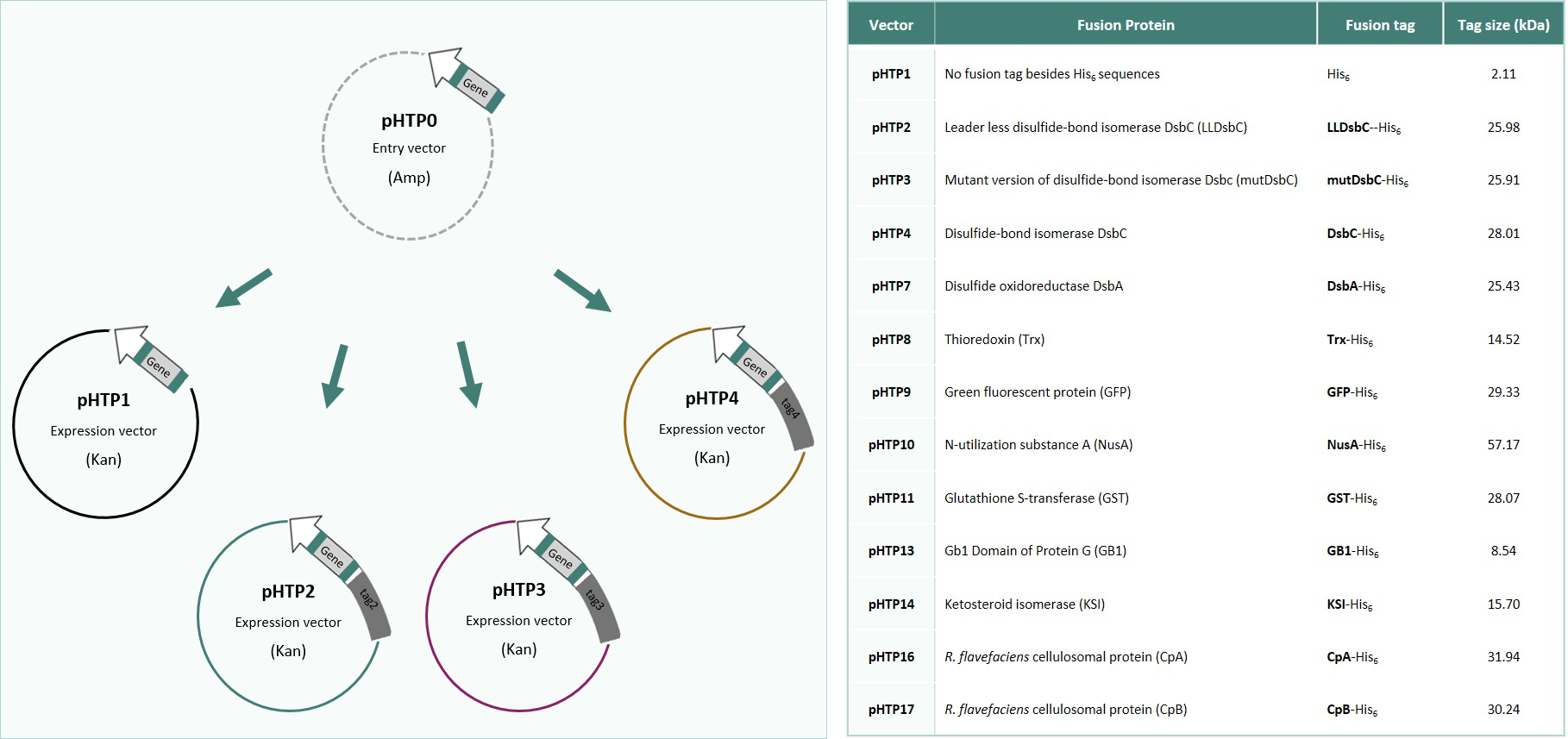 1818x857 Custom Gene Synthesis Nzytech