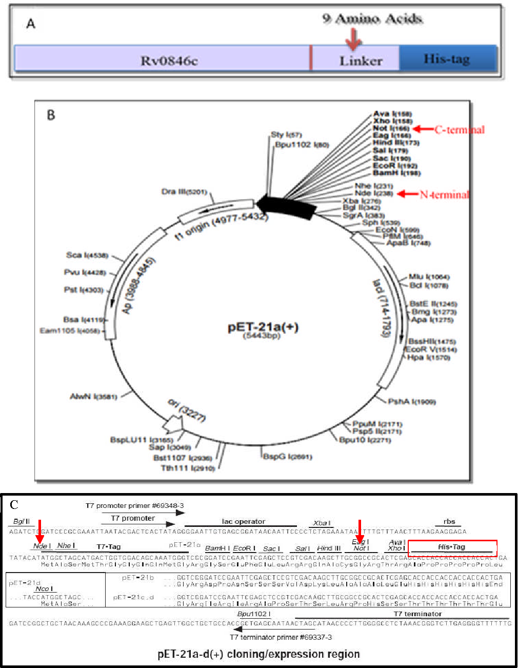 1010x1302 Figure From The Role Of Mycobacterium Tuberculosis Multi Copper