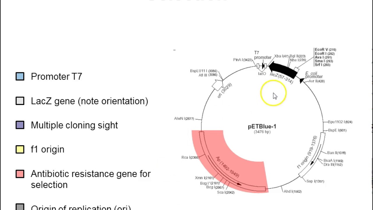1280x720 Plasmid Vectors