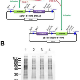 320x320 Schema For Construction Of Coexpression Vector And Their