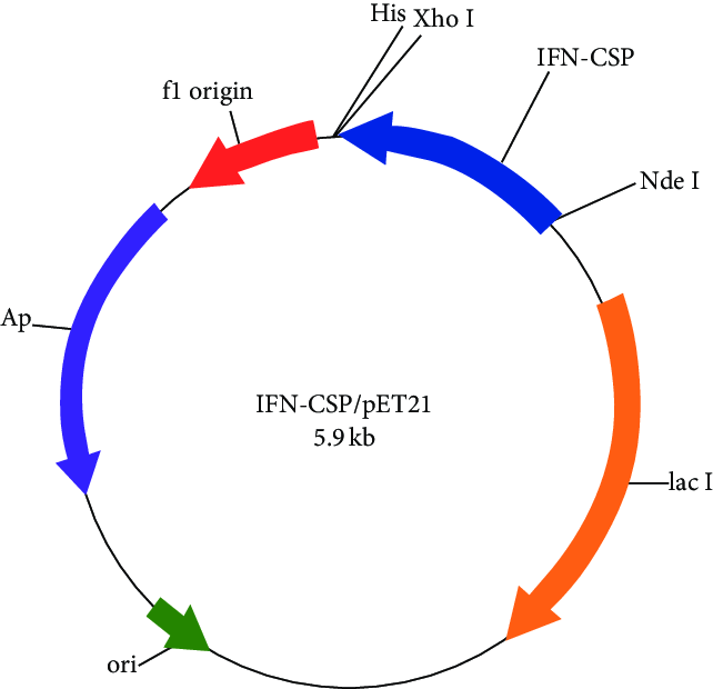 642x620 Schematic Representation Of Expression Vector Ifn Csp Pet