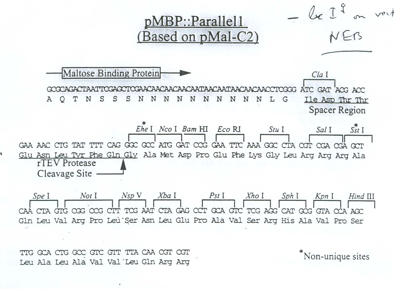 1349x989 Bacterial Vectors