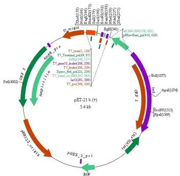 353x346 Pet B Expression Vector Download Scientific Diagram